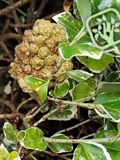 Cristulariella depraedans