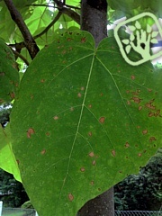 Phyllosticta paulowniae 