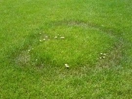 čarovné kruhy v trávniku