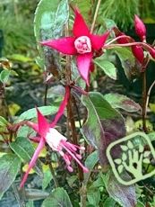 Fuchsia magellanica ´Madame Cornelissen´