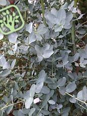Eucalyptus gunii