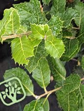 Sequoia sempervirens