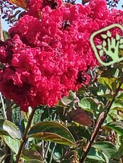 Lagerstroemia indica´Rhapsody in Pink´