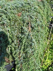 Juniperus communis´Oblonga Pendula´