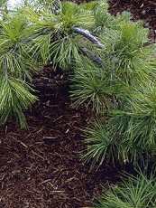 Pinus densiflora ´Pendula´