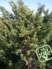 Juniperus chinenesis ´Blaauw ´ 