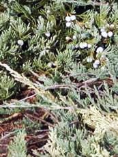 Juniperus horizontalis´Wiltonii´