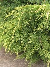 Juniperus chinensis ´Pfitzeriana Aurea´ 
