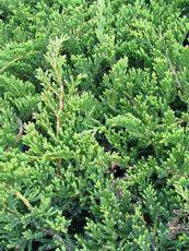 Juniperus horizontalis´Prince of Wales´