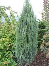 Juniperus scopulorum´Skyrocket´