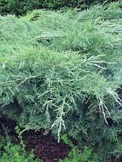 Juniperus chinensis´Hetsii´