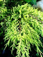 Juniperus media´Gold Star´