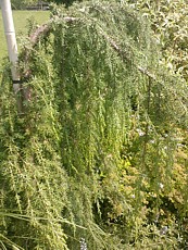 Juniperus communis´Horstmann´