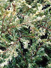 Juniperus communis´Spoty Spreader´