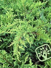 Juniperus media´Mordigan Gold´