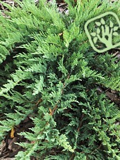 Juniperus sabina´Rockery Gem´