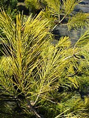 Pinus densiflora ´Aurea´