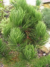 Pinus leucodermis 'Compact Gem' 