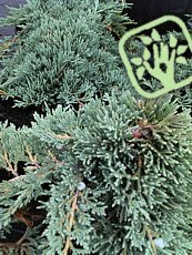 Juniperus horizontalis´Icee Blue´
