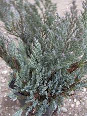 Juniperus horizontalis´Saxatilis´