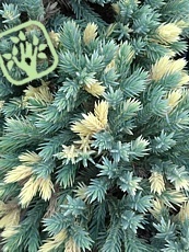 Juniperus squamata ´Floreant´