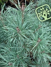Pinus sylvestris ´Hibernica Nana´ 