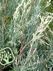 Juniperus scopulorum Silver Star
