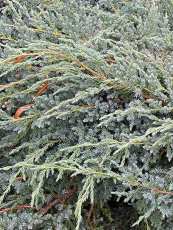 Juniperus squamata´Blue carpet´