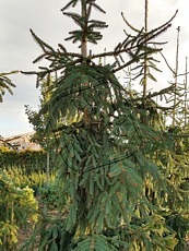 Picea abies ´Rothenhause´