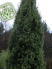 Juniperus communis ´Hibernica´