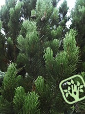 Pinus leucodermis 'Satelit' 