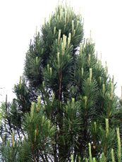 Pinus nigra ´Fastigiata´
