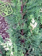 Juniperus chinensis´Stricta Variegata´