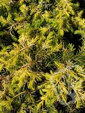 Juniperus conferta´All Gold´