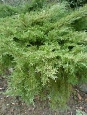 Juniperus chinensis ´Pfitzeriana ´ 