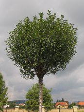 Prunus fruticosa ´Globosa´