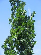 Quercus robur ´Fastigiata´