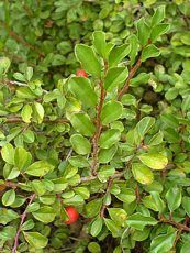 Cotoneaster praecox