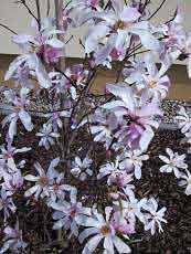 Magnolia stellata ´Rosea´ 