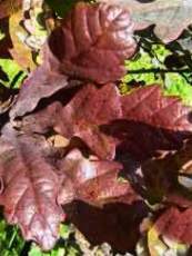 Quercus robur ´Atropurpurea´