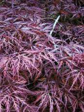 Acer palmatum ‘Disectum Garnet’