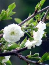 Prunus avium ´Plena´