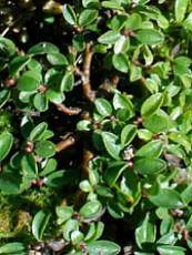 Salix serpyllifolia