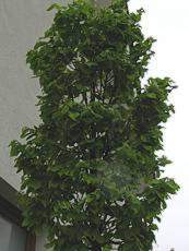 Carpinus betulus ‘Monumentalis’