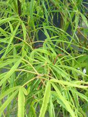Acer palmatum ´Koto-no-ito´