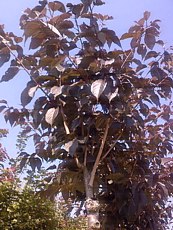 Prunus serrulata´Royal Burgundy´