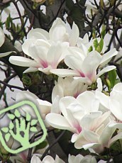 Magnolia x soulangeana ´Brozzonii´