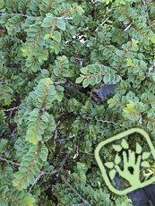 Ulmus parvifolia 'Hokkaido'