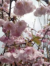 Prunus sargentii ´Accolade´