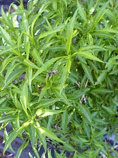 Forsythia viridissima 'Bronxensis'